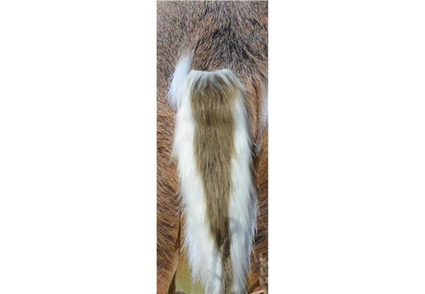 Montana Decoy Teaser Tail Decoy