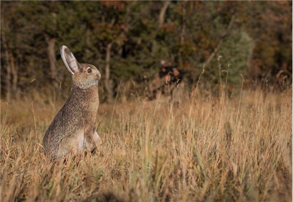 Montana Decoy Miss Hoptober Decoy
