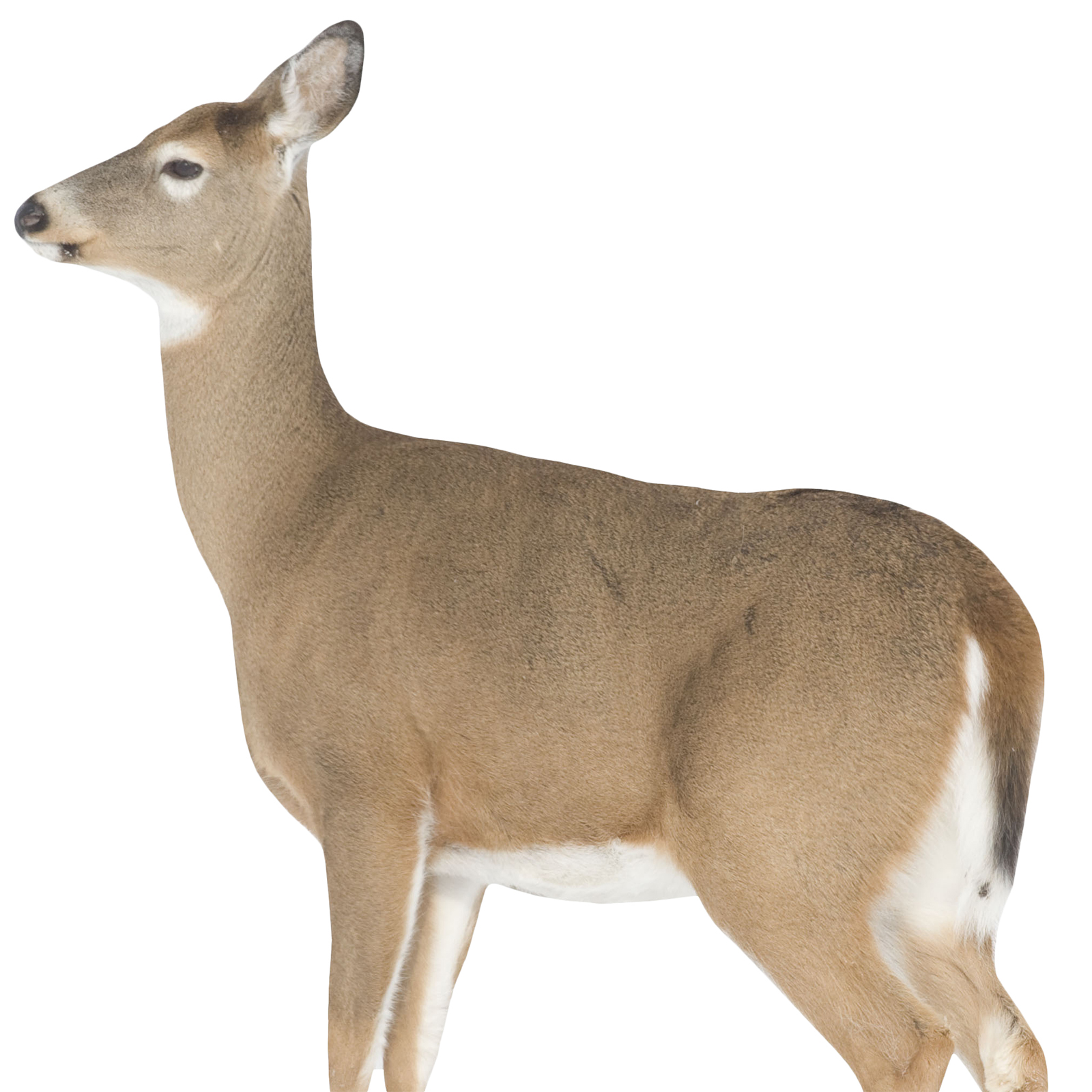 Montana Decoy Dreamy Doe Decoy