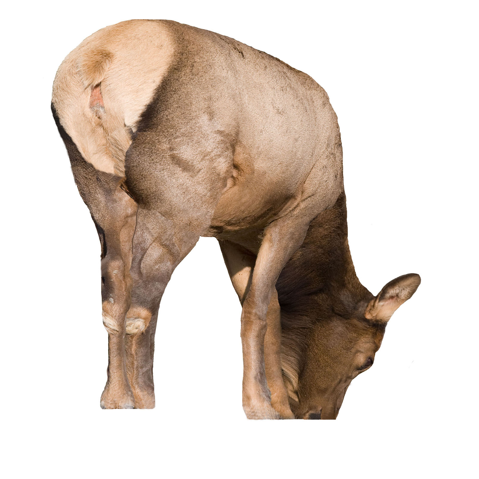 Montana Decoy Miss September Decoy